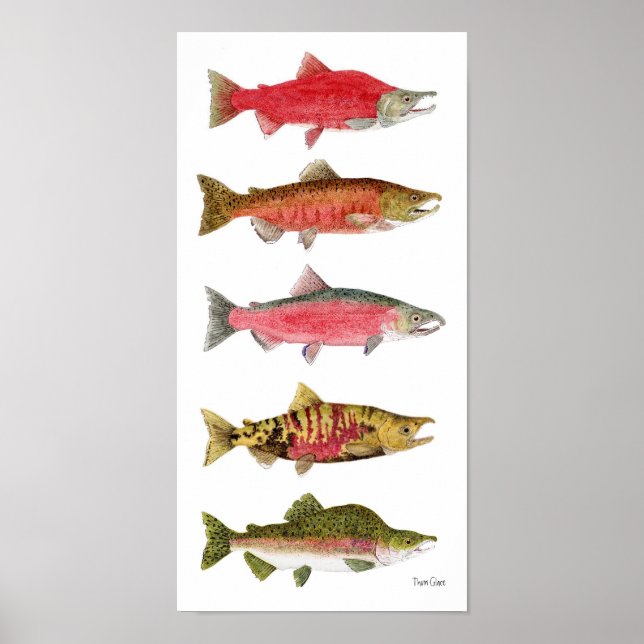Pacific Salmon in Spawning Färg Art Poster (Framsidan)