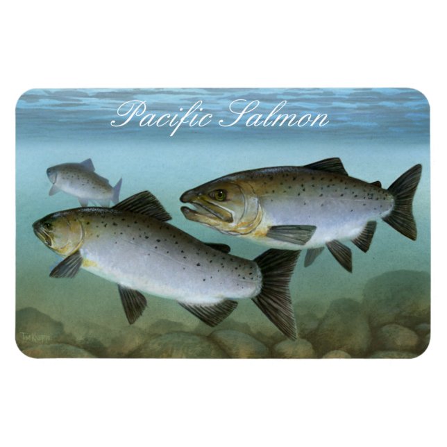 Pacific Salmon Painting Magnet (Horisontell)