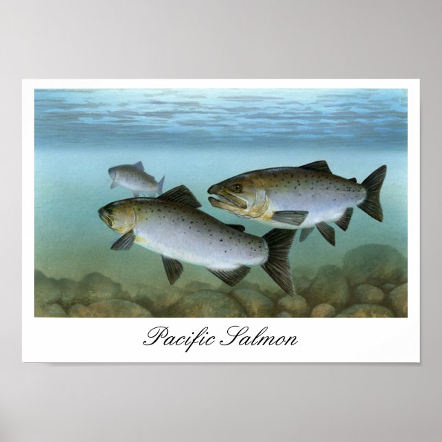 Pacific Salmon Painting Print Poster (Framsidan)