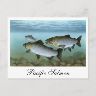 Pacific Salmon Painting-vykort Vykort
