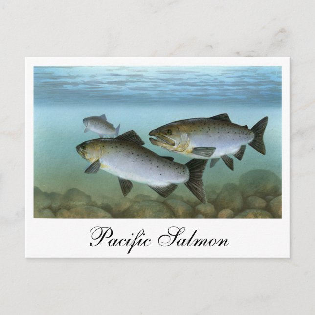 Pacific Salmon Painting-vykort Vykort (Framsida)