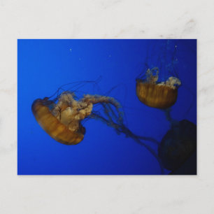 Pacific Sea Nettle Jellyfish Postcard Vykort