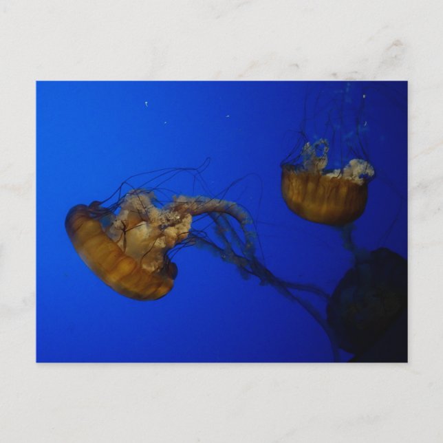 Pacific Sea Nettle Jellyfish Postcard Vykort (Framsida)