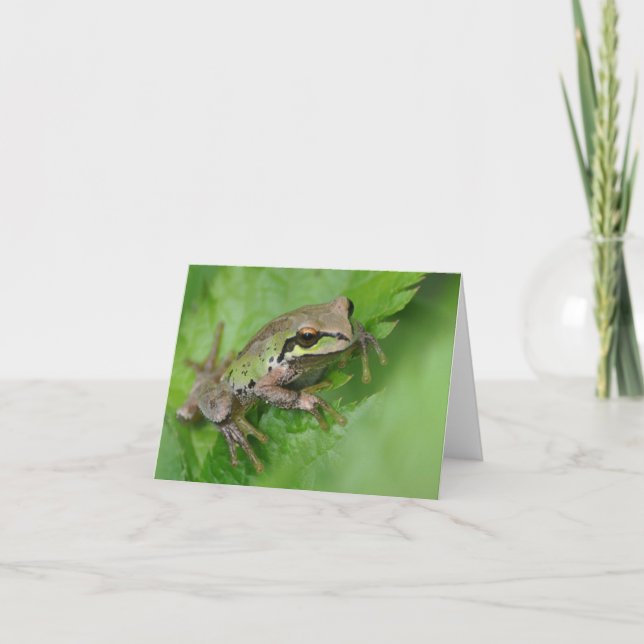 Pacific Träd Frog - Framskjutet bildkort Kort (Framsida)