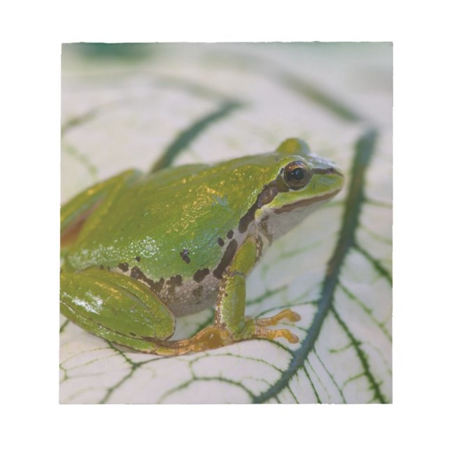 Pacific träd grog på blommor i vår trädgård. anteckningsblock (Framsida)