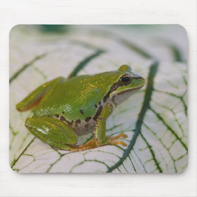 Pacific träd grog på blommor i vår trädgård. musmatta (Framsidan)