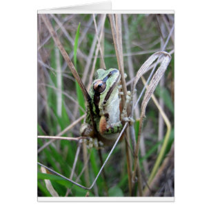 Pacific Treefrog eller Chorus Frog Hälsningskort