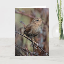 Pacific Wren - ditt tackkort