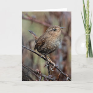 Pacific Wren - ditt tackkort