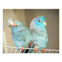 Pacifif Parrotlets Love Bird Assions Photo Art
