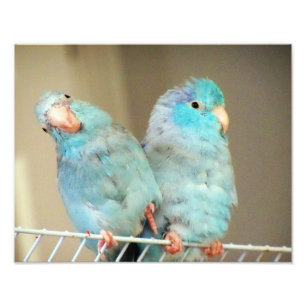 Pacifif Parrotlets Love Bird Assions Photo Art Fototryck
