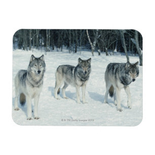 Packe av varger magnet