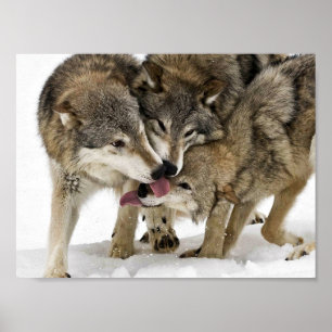 Packe av varger poster