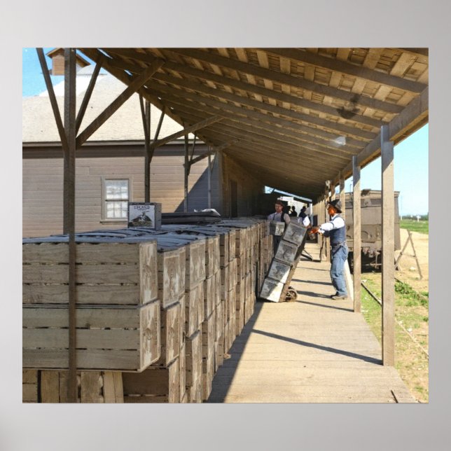 Packhus för frakt av apelsiner Ontario CA 1915- Poster (Framsidan)