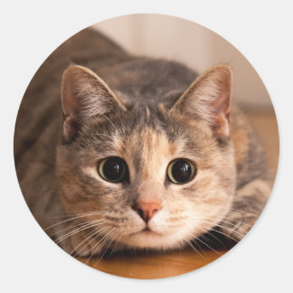 Paclant Lakan av Stickers Runt Klistermärke