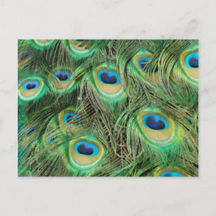Pacock Plume-vykort Vykort