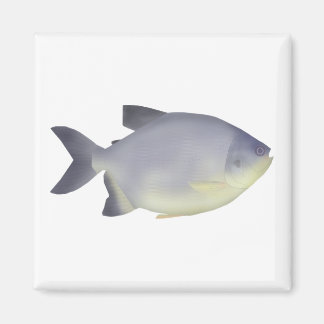 Pacu caranha  magnet