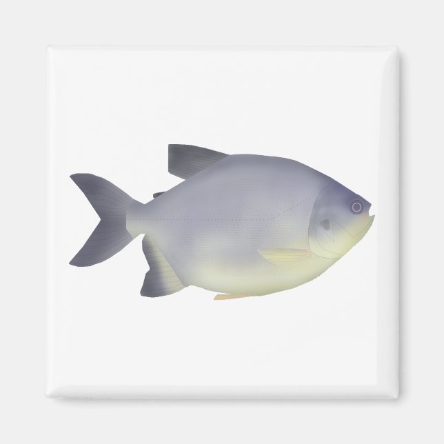 Pacu caranha  magnet (Framsidan)