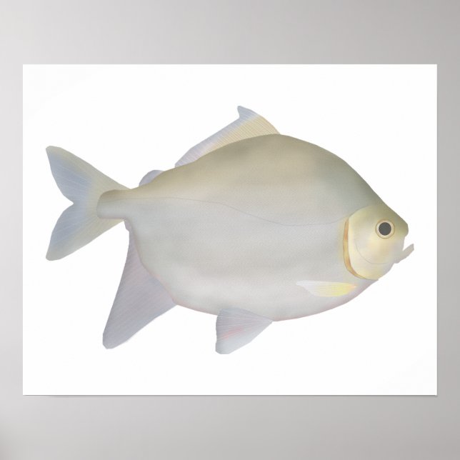 Pacu Murutinga Poster (Framsidan)