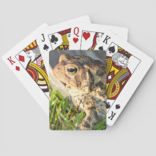 Padda Casinokort