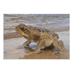 Paddan Rhinella marina, tidigare Bufo Fototryck