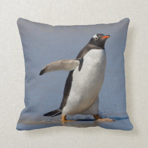Paddla Gentoo kudde