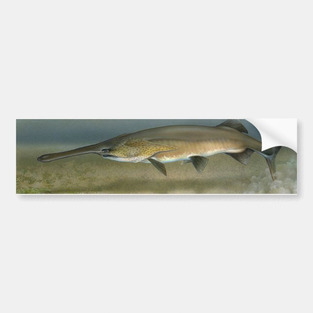 Paddlefish Bildekal (Framsidan)