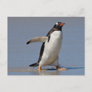 Paddling Gentoo-vykort Vykort