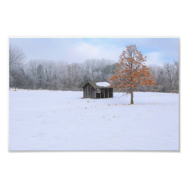 Paddock med snö fototryck (Framsidan)