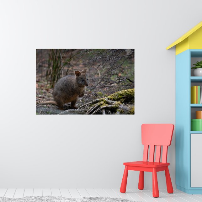 Pademelon Australia, Cute Animal Photo Poster (Barnkammare 1)