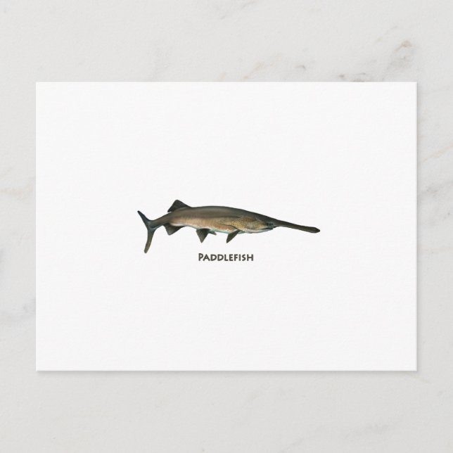 Padlefish Vykort (Framsida)