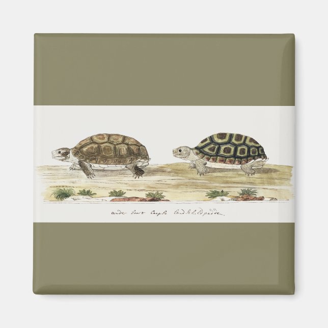 Padloper Tortoise Magnet (Framsidan)