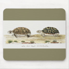 Padloper Tortoise Musmatta