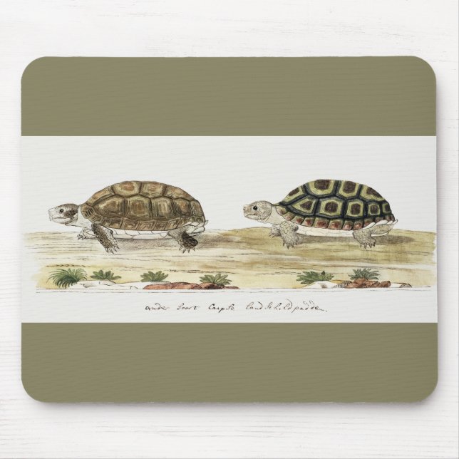 Padloper Tortoise Musmatta (Framsidan)