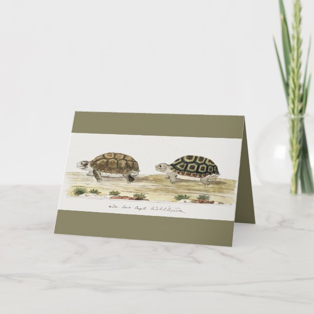 Padloper Tortoise Post-it Notes Kort (Framsida)
