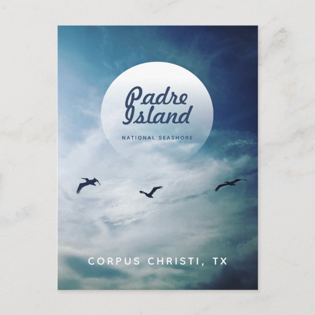 Padre Island National Seashore Brown Pelicans Vykort (Framsida)
