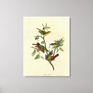 Paematch (Bunting) Audubon's Birds of America Canvastryck