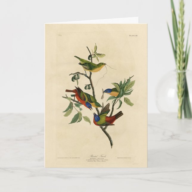 Paematch (Bunting) Audubon's Birds of America Kort (Framsida)