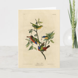 Paematch (Bunting) Audubon's Birds of America Kort