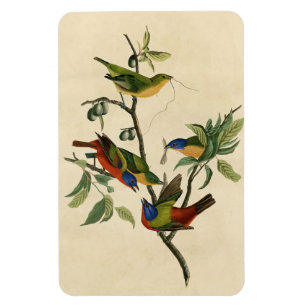 Paematch (Bunting) Audubon's Birds of America Magnet