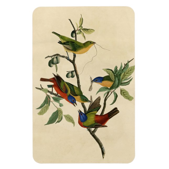Paematch (Bunting) Audubon's Birds of America Magnet (Vertikal)