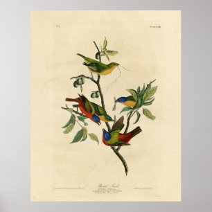 Paematch (Bunting) Audubon's Birds of America Poster