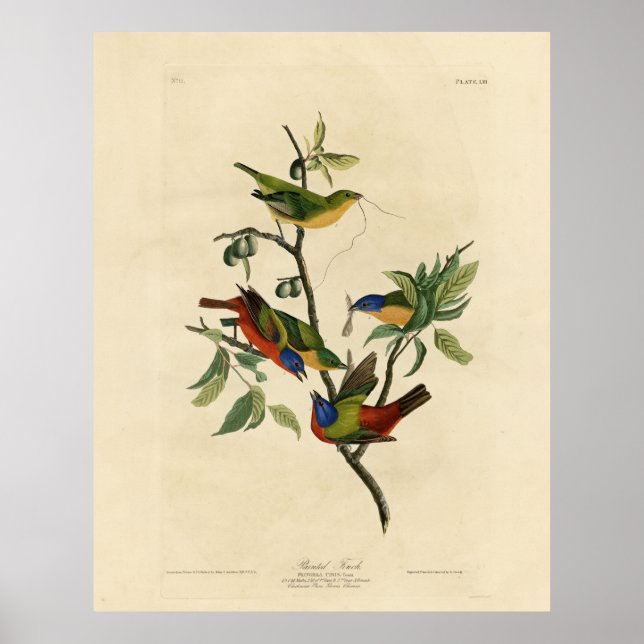 Paematch (Bunting) Audubon's Birds of America Poster (Framsidan)