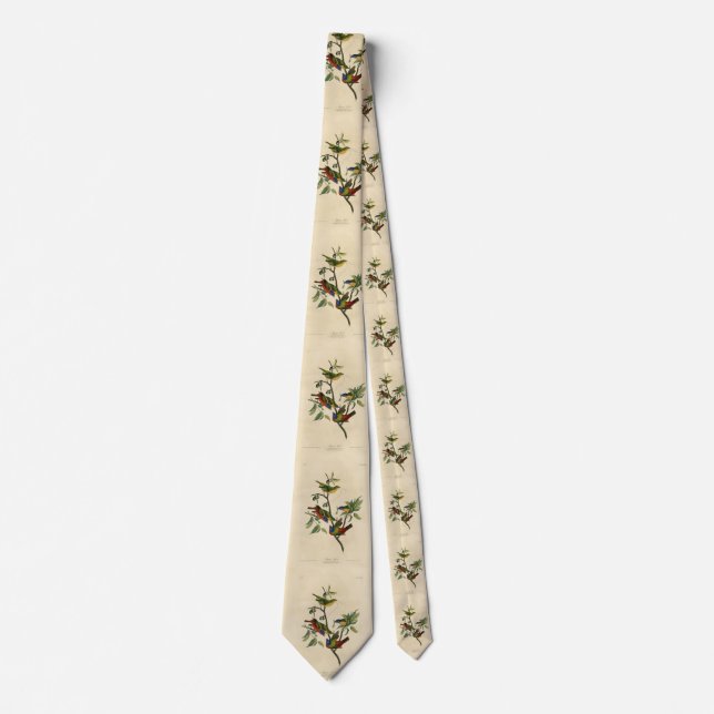 Paematch (Bunting) Audubon's Birds of America Slips (Framsida)