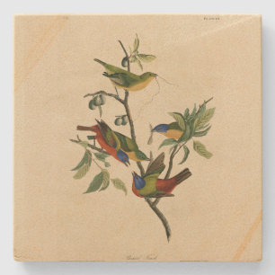 Paematch (Bunting) Audubon's Birds of America Stenunderlägg