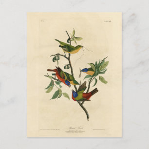Paematch (Bunting) Audubon's Birds of America Vykort