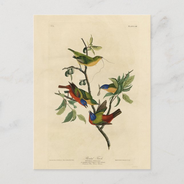Paematch (Bunting) Audubon's Birds of America Vykort (Framsida)