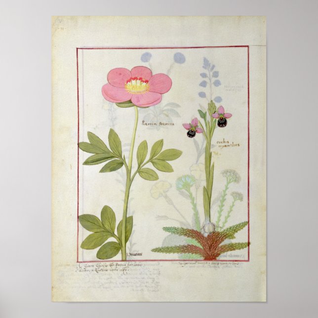 Paeonia eller Peony och Orchis myanthos Poster (Framsidan)