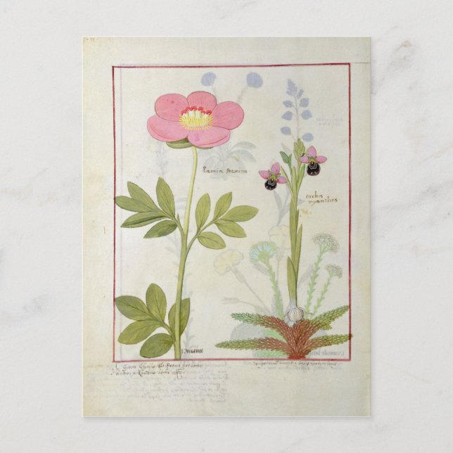 Paeonia eller Peony och Orchis myanthos Vykort (Framsida)