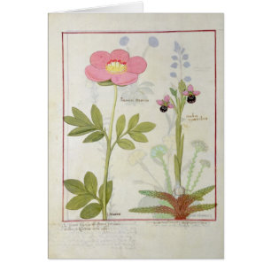 Paeonia- eller pion och Orchis myanthos Hälsningskort